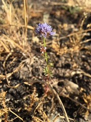 Gilia capitata