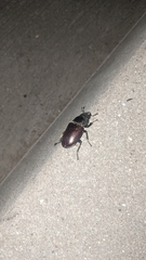 Lucanus cervus