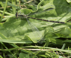 Erythromma lindenii