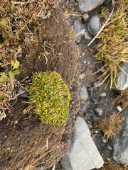 Colobanthus quitensis