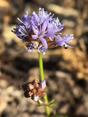 Gilia capitata