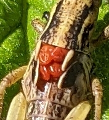 Eutrombidium trigonum