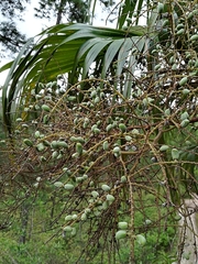 Brahea salvadorensis