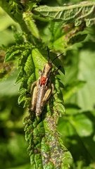 Eutrombidium trigonum