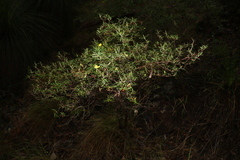 Hibbertia monticola
