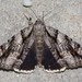 Widow Underwing - Photo (c) Andy Reago & Chrissy McClarren, some rights reserved (CC BY)