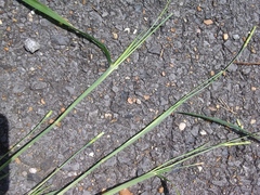 Rottboellia cochinchinensis