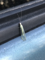 Chrysopa coloradensis