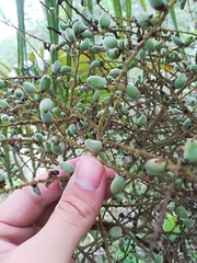 Brahea salvadorensis