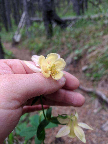 Variety Aquilegia flavescens flavescens · iNaturalist