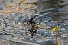 Anoplius depressipes