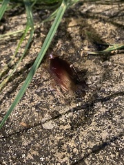 Periplaneta americana