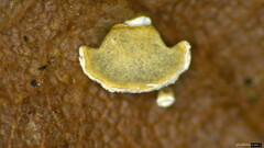 Physarum bivalve