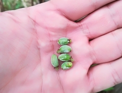 Brahea salvadorensis