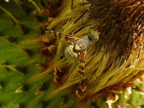 iNaturalist observation photo of Cerajocera