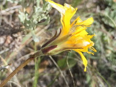 Agoseris parviflora