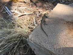 Sceloporus graciosus graciosus