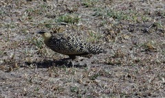 Pterocles gutturalis