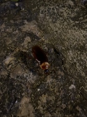 Periplaneta americana