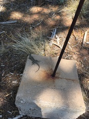 Sceloporus graciosus graciosus