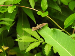 Staphylus hayhurstii