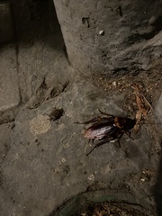 Periplaneta americana