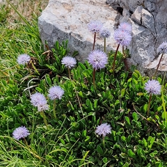 Globularia meridionalis