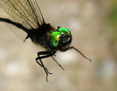 Somatochlora franklini