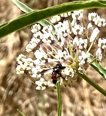 Cylindromyia bicolor