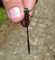 Somatochlora franklini