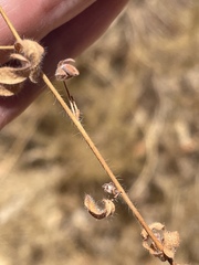Acmispon americanus americanus