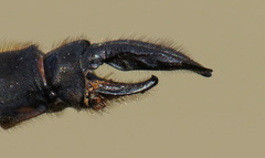 Somatochlora franklini