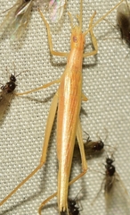 Oecanthus dulcisonans