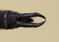 Somatochlora franklini