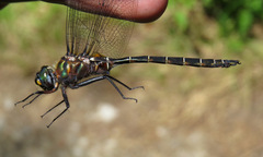 Somatochlora cingulata
