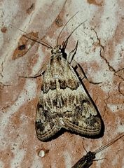 Noctueliopsis