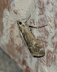 Loxostege allectalis