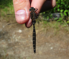 Somatochlora cingulata
