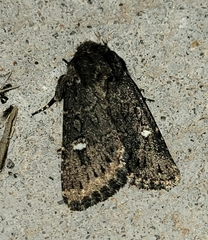 Hexorthodes inconspicua