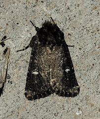 Hexorthodes inconspicua