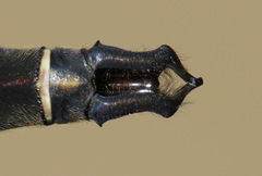 Somatochlora cingulata