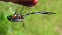 Somatochlora franklini