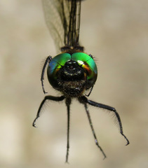 Somatochlora franklini