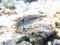 Torquigener flavimaculosus