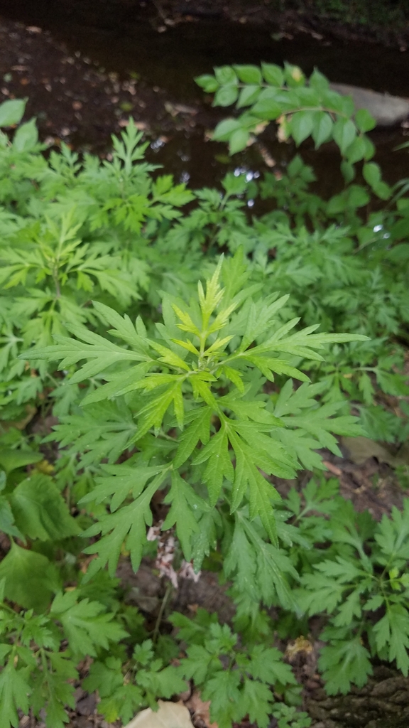 common ragweed from Hamilton County, US-IN, US on July 2, 2022 at 06:09 ...