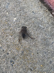 Megatibicen resonans