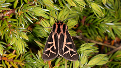 Apantesis williamsii