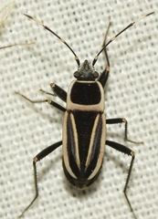Ragliodes delineatus