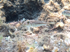 Torquigener flavimaculosus