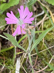 Silene dioica